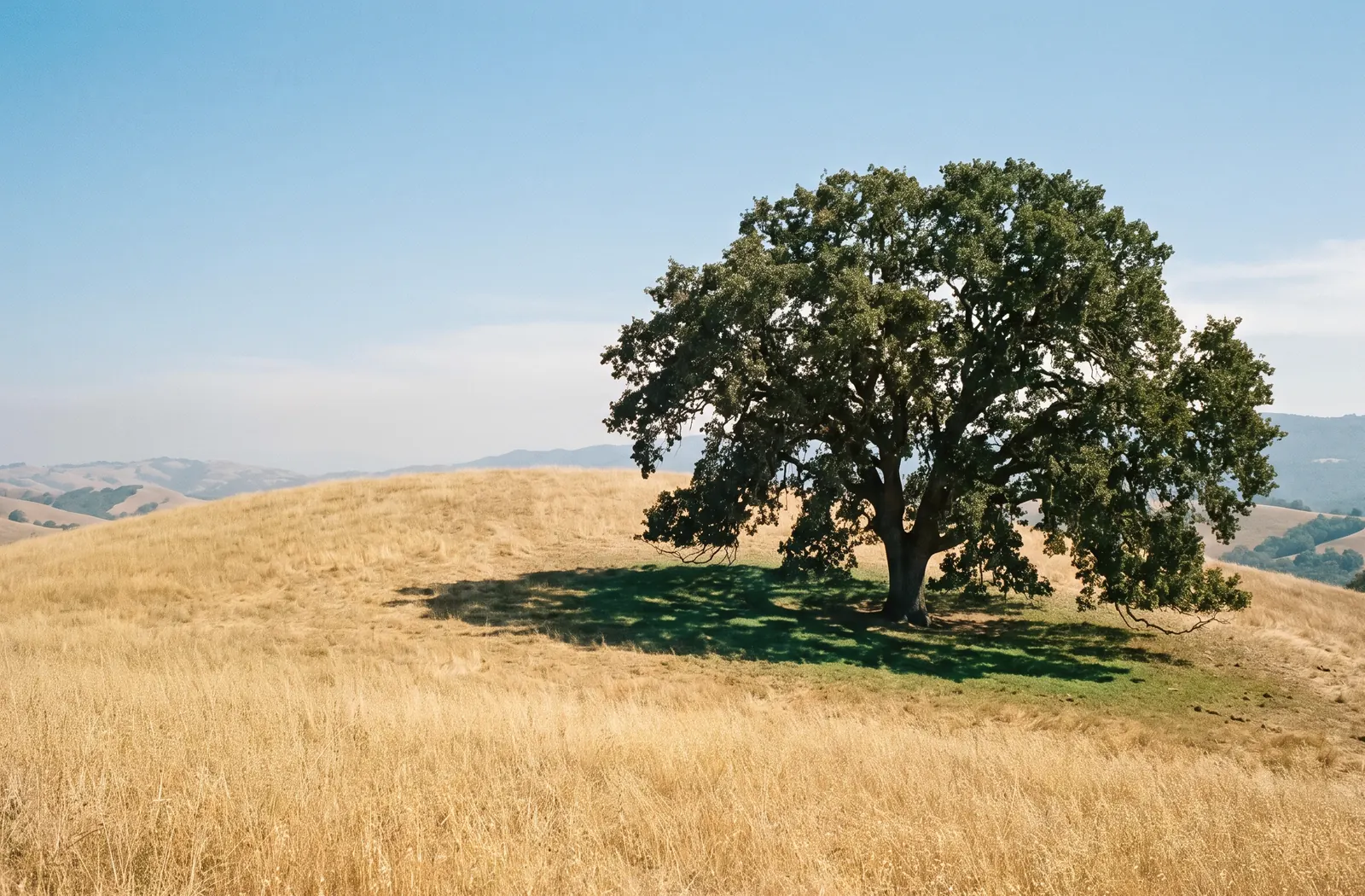 A single broad valley oak on a golden hillside